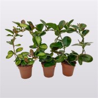 Porzellanblume, (Hoya carnosa), grünlaubig, am...