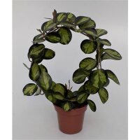 Porzellanblume, (Hoya carnosa), buntlaubig, am Bogen, im...