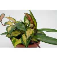 Porzellanblume, (Hoya carnosa), buntlaubig, am Bogen, im...