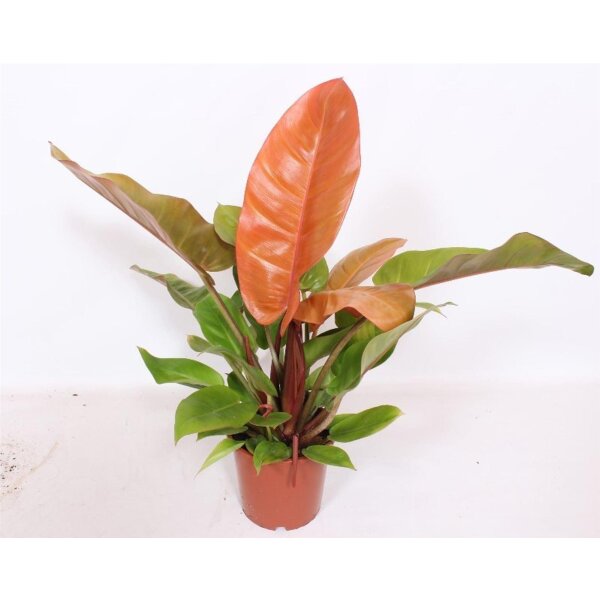 Philodendron, Sorte: Prince of Orange, im 17cm Topf, ca. 50cm hoch