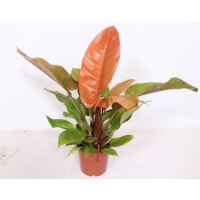 Philodendron, Sorte: Prince of Orange, im 17cm Topf, ca....