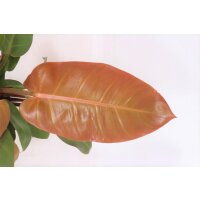 Philodendron, Sorte: Prince of Orange, im 17cm Topf, ca....