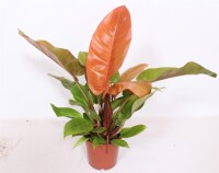 Philodendron, Sorte: Prince of Orange, im 17cm Topf, ca. 50cm hoch