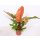 Philodendron, Sorte: Prince of Orange, im 17cm Topf, ca. 50cm hoch