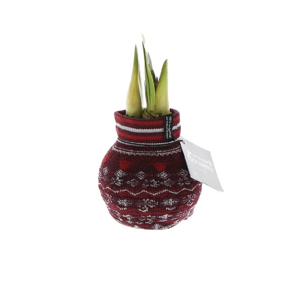 Waxz® Amarylliszwiebel (Hippeastrum Hybride), Fashionz Nordic in der Farbe: rot