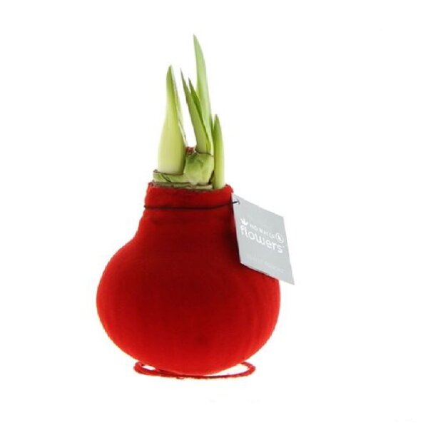 Waxz® Amarylliszwiebel (Hippeastrum Hybride), Sorte: Velvet, Wachskleid in der Farbe: rot