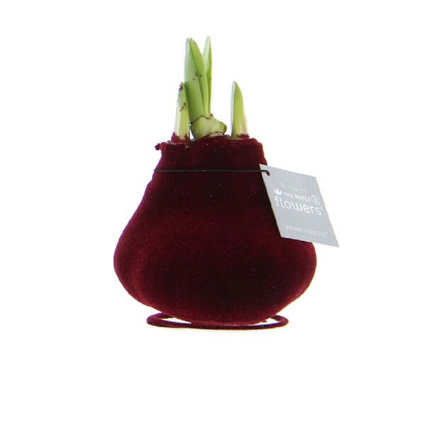 Waxz® Amarylliszwiebel (Hippeastrum Hybride), Sorte: Velvet, Wachskleid in der Farbe: bordeaux