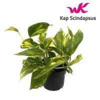 Efeutute (Epipremnum aureum), Sorte: Hicolor, im 12cm Topf