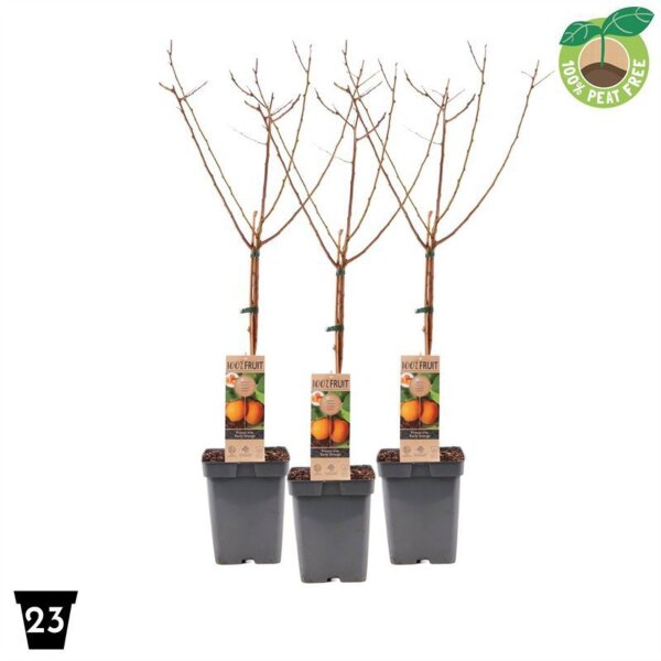 Zwerg Aprikose, (Prunus armeniac), Sorte: Abrikoos, im 23cm Topf, ca. 90cm hoch