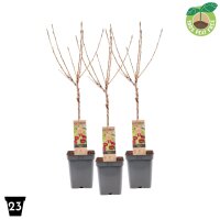 Zwerg Süßkirsche, (Prunus avium), Sorte:...