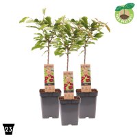 Zwerg S&uuml;&szlig;kirsche, (Prunus avium), Sorte: Regina, im 23cm Topf, ca. 90cm hoch