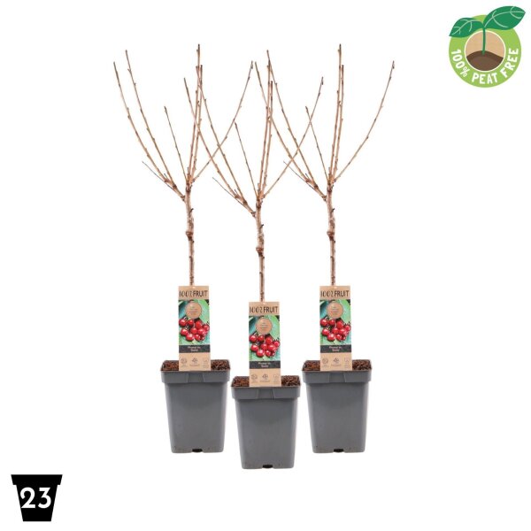 Zwerg Süßkirsche, (Prunus avium), Sorte: Stella, im 23cm Topf, ca. 90cm hoch