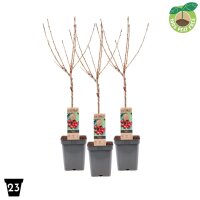 Zwerg Süßkirsche, (Prunus avium), Sorte:...