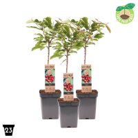 Zwerg S&uuml;&szlig;kirsche, (Prunus avium), Sorte: Stella, im 23cm Topf, ca. 90cm hoch