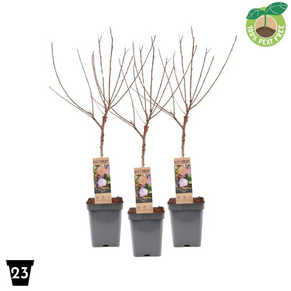 Zwerg Pflaume, (Prunus domestica), Sorte: Opal, im 23cm Topf, ca. 90cm hoch