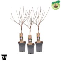 Zwerg Pflaume, (Prunus domestica), Sorte: Opal, im 23cm...