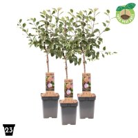 Zwerg Pflaume, (Prunus domestica), Sorte: Opal, im 23cm Topf, ca. 90cm hoch