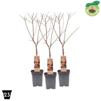 Zwerg Pflaume, (Prunus domestica), Sorte: Victoria, im...