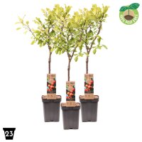 Zwerg Pflaume, (Prunus domestica), Sorte: Victoria, im 23cm Topf, ca. 90cm hoch