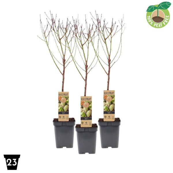 Zwerg Mandelbaum, (Prunus dulcis), im 23cm Topf, ca. 90cm hoch