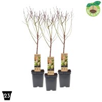 Zwerg Mandelbaum, (Prunus dulcis), im 23cm Topf, ca. 90cm...