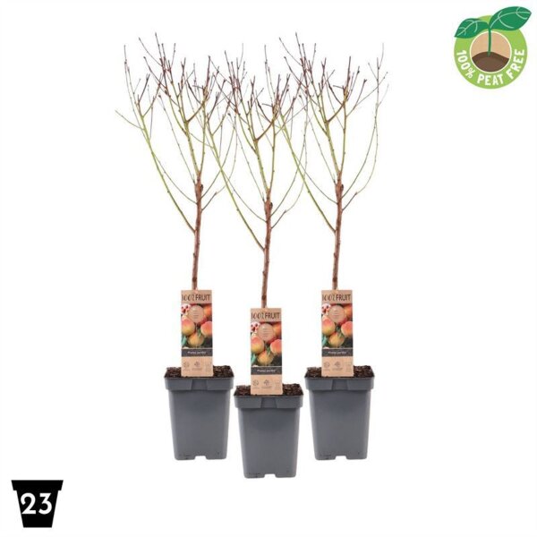 Zwerg Pfirsich, (Prunus persica), Sorte: Perzik, im 23cm Topf, ca. 90cm hoch