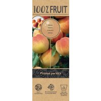 Zwerg Pfirsich, (Prunus persica), Sorte: Perzik, im 23cm...