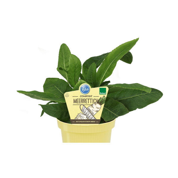 Bio Meerettich, (Armoracia rusticana), im 12cm Topf
