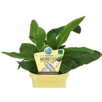 Bio Meerettich, (Armoracia rusticana), im 12cm Topf