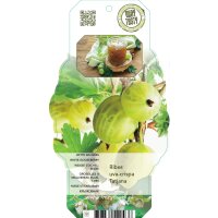 Gr&uuml;ne Stachelbeere, (Ribes uva-crispa), Sorte: Tatjana, ca. 65cm hoch, im 14cm Topf