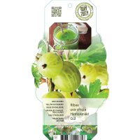 Grüne Stachelbeere, (Ribes uva-crispa), Sorte:...