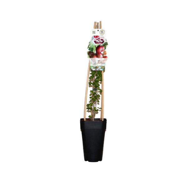 Rote Stachelbeere, (Ribes uva-crispa), Sorte: Hinnonmäki Rot, ca. 65cm hoch, im 14cm Topf