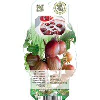 Rote Stachelbeere, (Ribes uva-crispa), Sorte:...