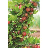 Rote Stachelbeere, (Ribes uva-crispa), Sorte: Hinnonm&auml;ki Rot, ca. 65cm hoch, im 14cm Topf