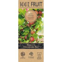 Rote Stachelbeere, (Ribes uva-crispa), Sorte: Hinnonm&auml;ki Rot, ca. 65cm hoch, im 14cm Topf