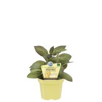 Bio Käsekraut, (Paederia lanuginosa), im 12cm Topf