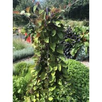 Bio Käsekraut, (Paederia lanuginosa), im 12cm Topf