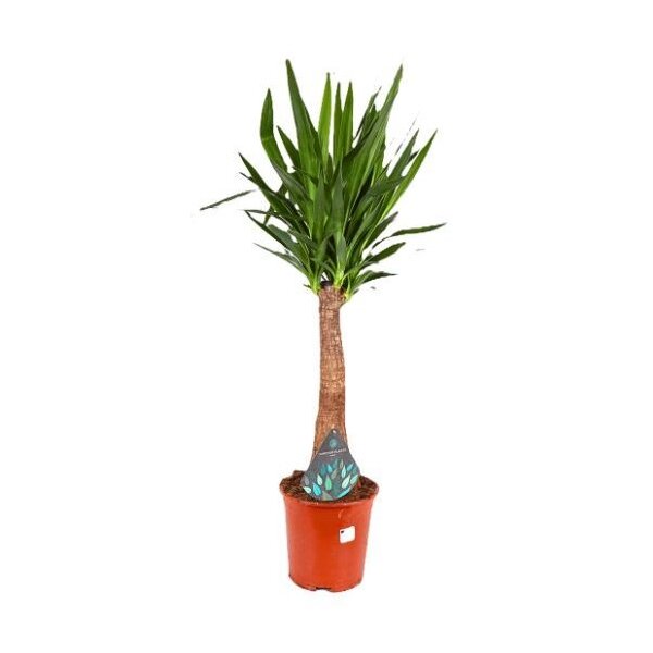 XL Yucca-Palme, Palm-Lilie, (Yucca elephantipes), 1 Stamm, ca. 110 cm hoch