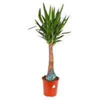 XL Yucca-Palme, Palm-Lilie, (Yucca elephantipes), 1...