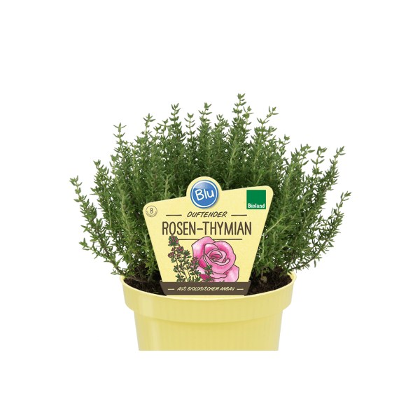 Bio Rosen-Thymian (Thymus ssp.) im 12cm Topf
