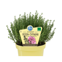 Bio Rosen-Thymian (Thymus ssp.) im 12cm Topf