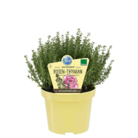 Bio Rosen-Thymian (Thymus ssp.) im 12cm Topf