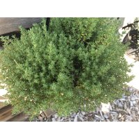 Bio Rosen-Thymian (Thymus ssp.) im 12cm Topf