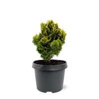 Muschelzypresse, (Chamaecyparis obt. Nana Gracilis) im 19cm Topf, ca. 30cm hoch