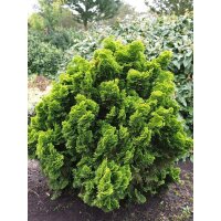 Muschelzypresse, (Chamaecyparis obt. Nana Gracilis) im 19cm Topf, ca. 30cm hoch