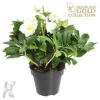 Christrose, (Helleborus niger), Sorte: Diva, im 15cm...