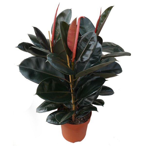 Gummibaum (Ficus elastica), Sorte: Robustai, im 12cm Topf, ca. 35cm hoch