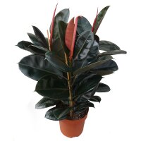 Gummibaum (Ficus elastica), Sorte: Robustai, im 12cm...