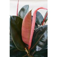 Gummibaum (Ficus elastica), Sorte: Robustai, im 12cm...