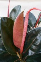 Gummibaum (Ficus elastica), Sorte: Robustai, im 12cm...